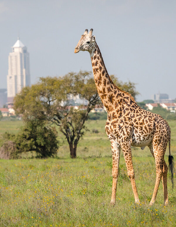 Giraffe-1